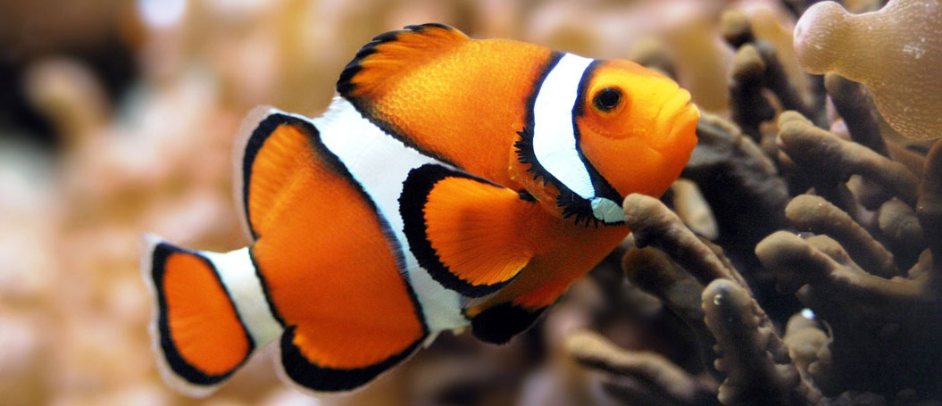 真正解决问题的在线电话轰炸测试