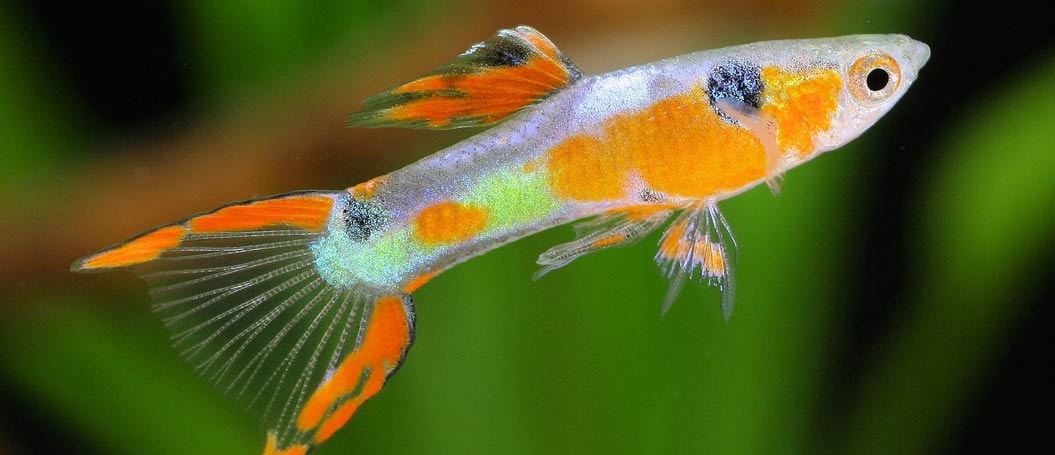 点卡商城便宜的在线电话轰炸测试