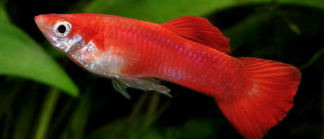 一秒发1000条电话的软件