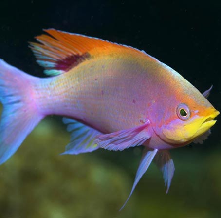 一秒发1000条电话的软件